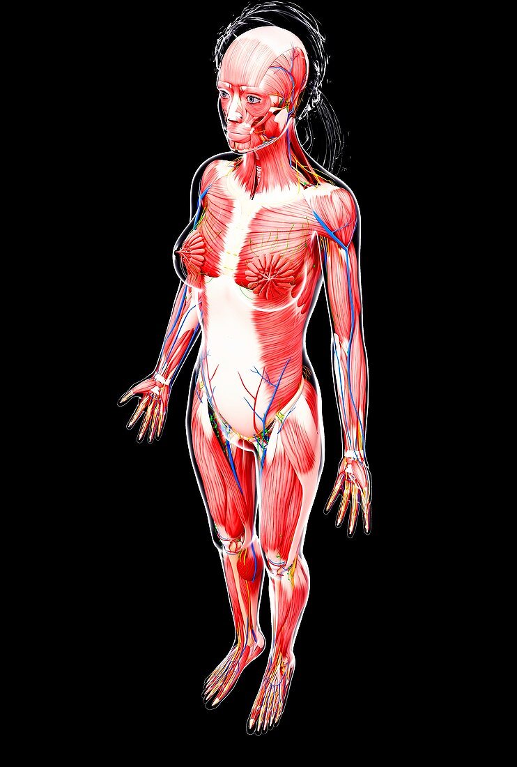 Female anatomy,artwork