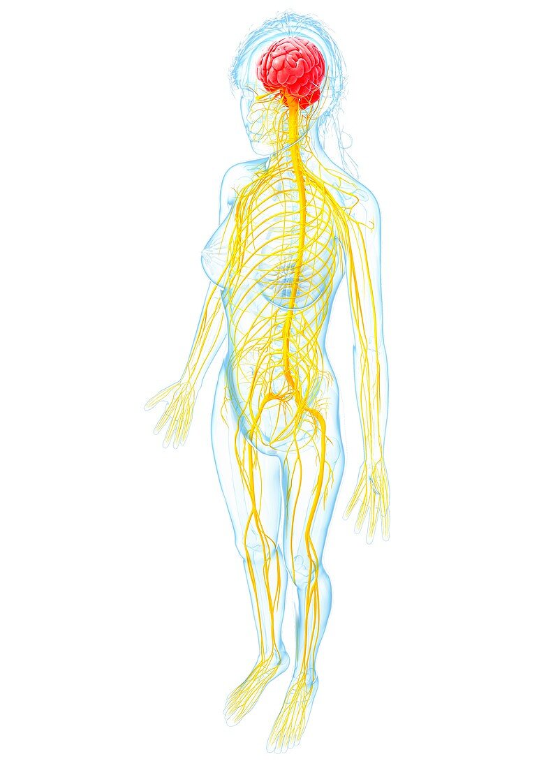 Female nervous system,artwork