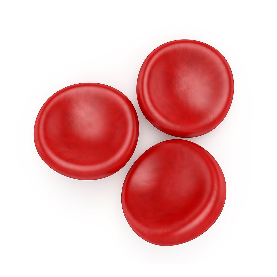 Red blood cells,artwork