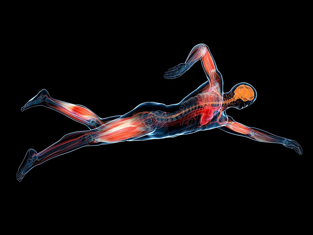 Swimmer,artwork