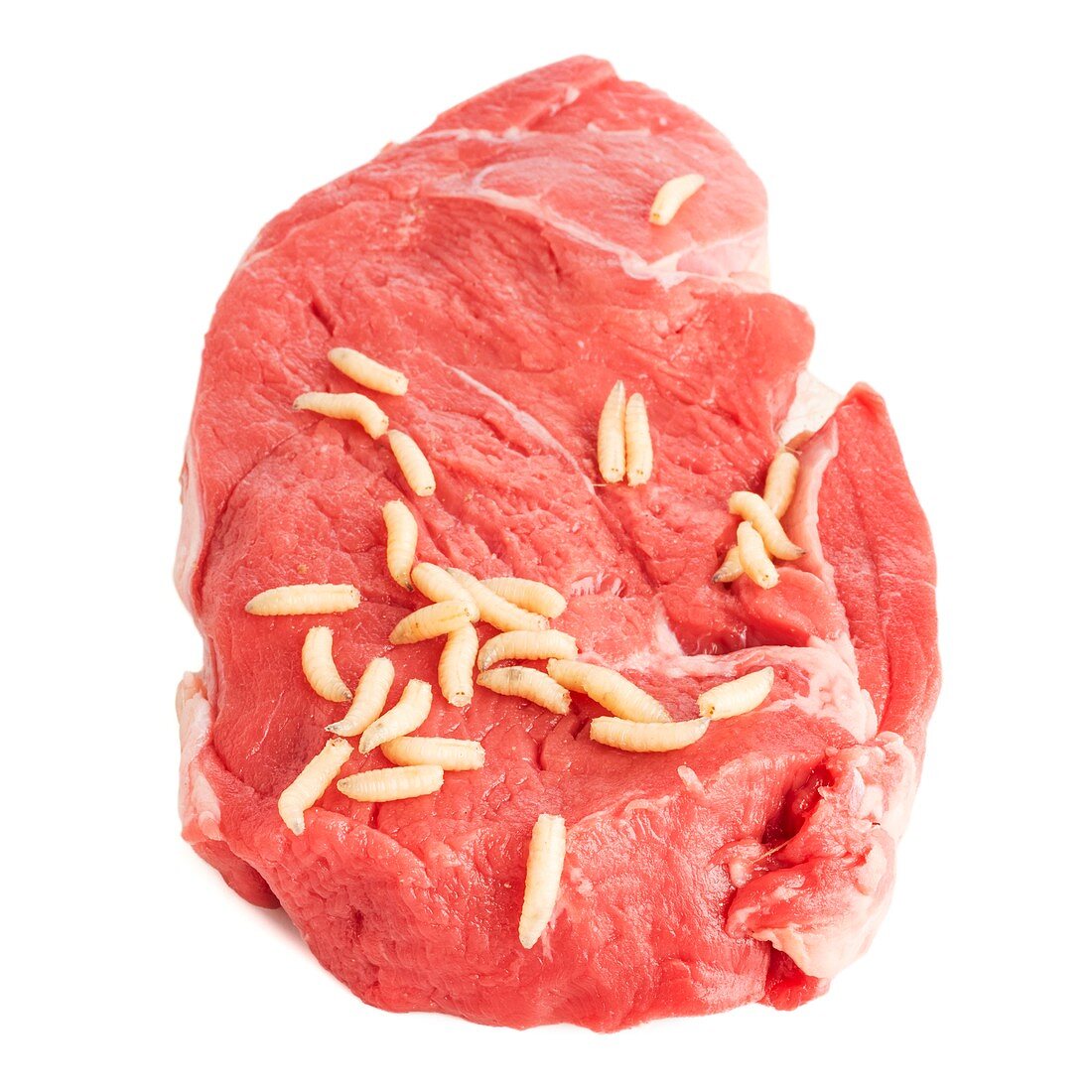 Maggots on meat