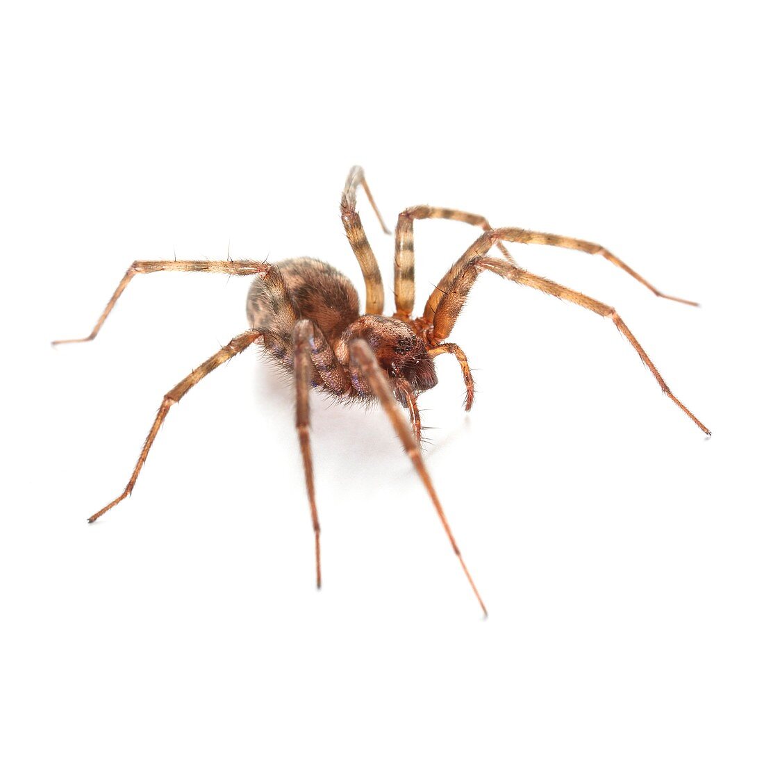 House spider