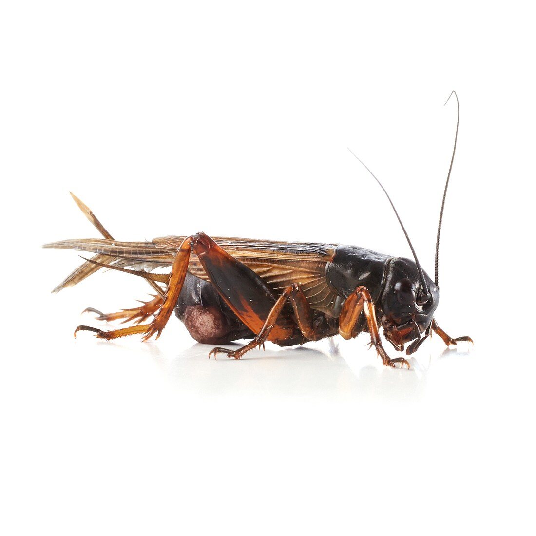 Black field cricket