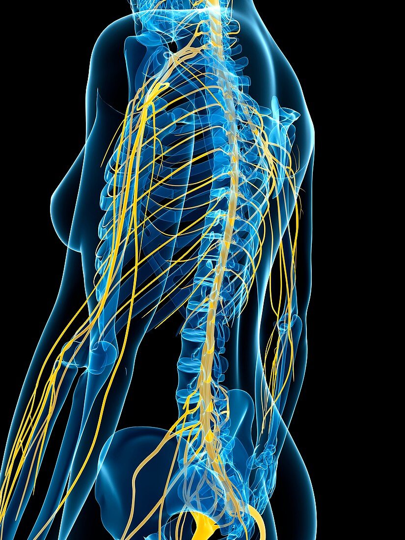 Female nervous system,artwork