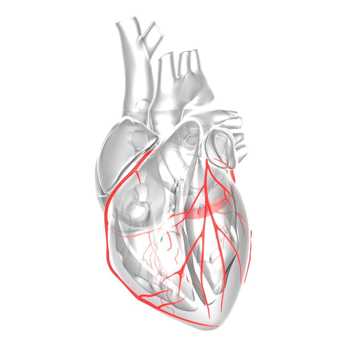 Coronary arteries,artwork