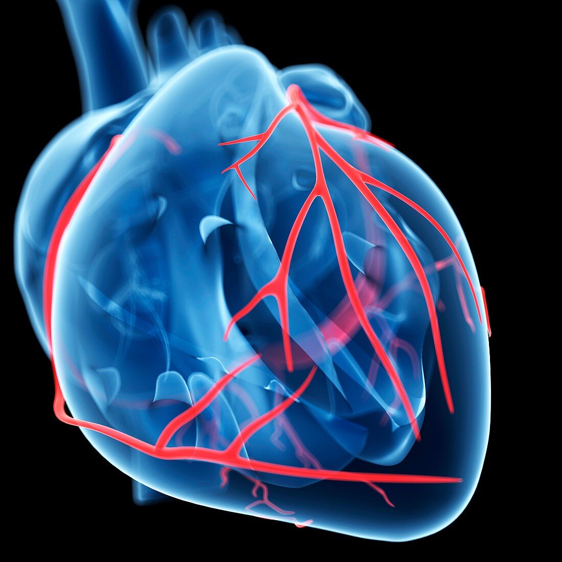 Coronary arteries,artwork