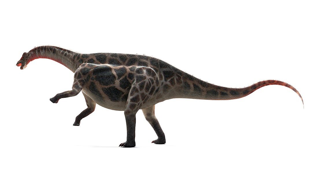 Dicraeosaurus dinosaur,artwork