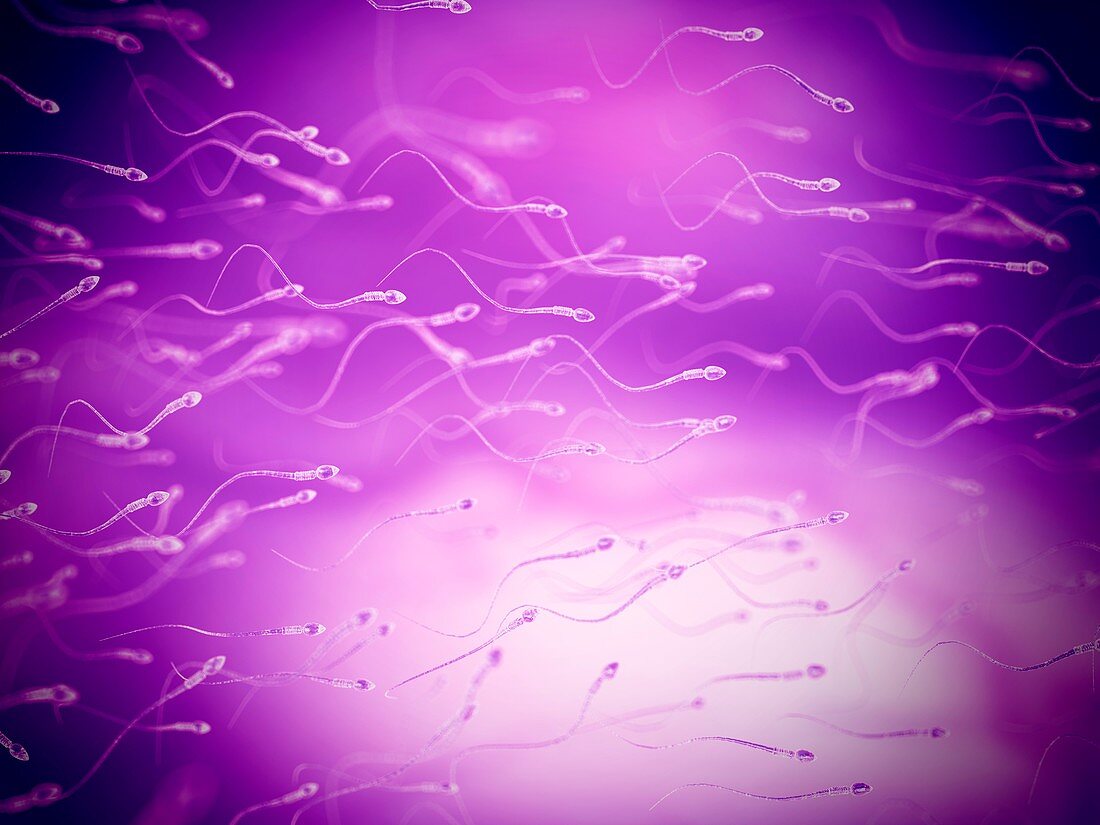 Human sperm,artwork