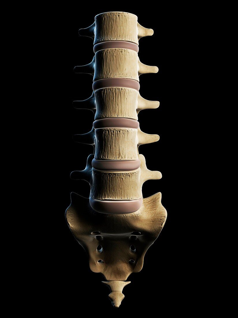 Lumbar spine,artwork