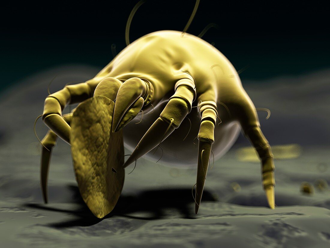 Dust mite,artwork