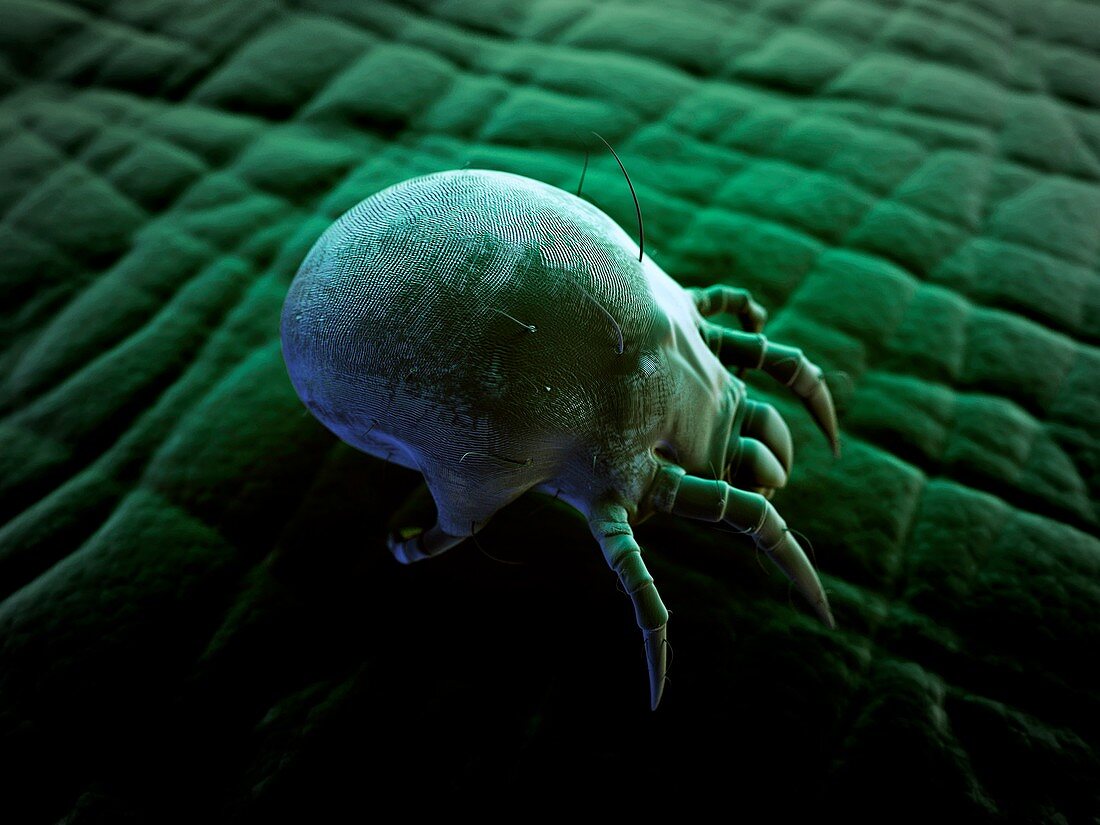 Dust mite,artwork