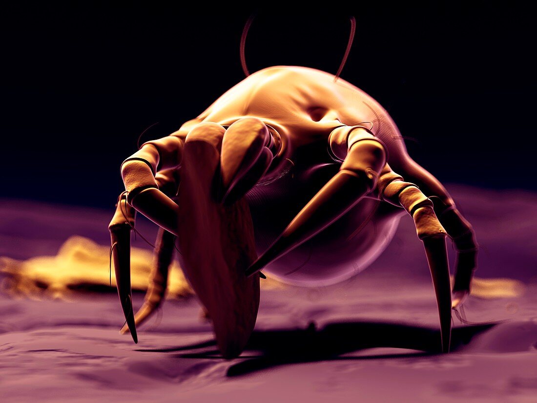 Dust mite,artwork