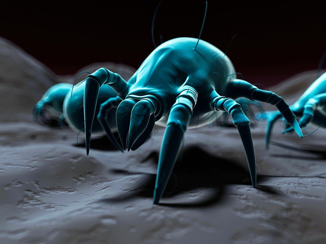 Dust mite,artwork