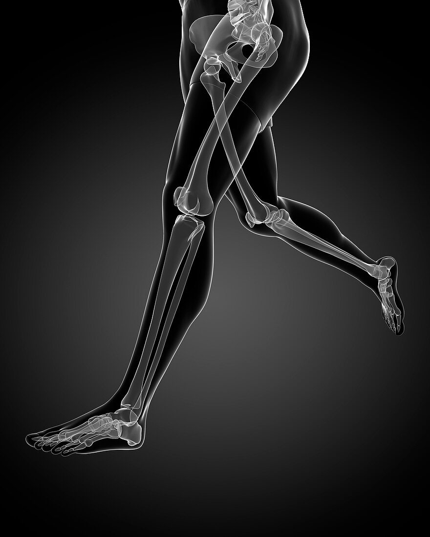 Leg bones,artwork