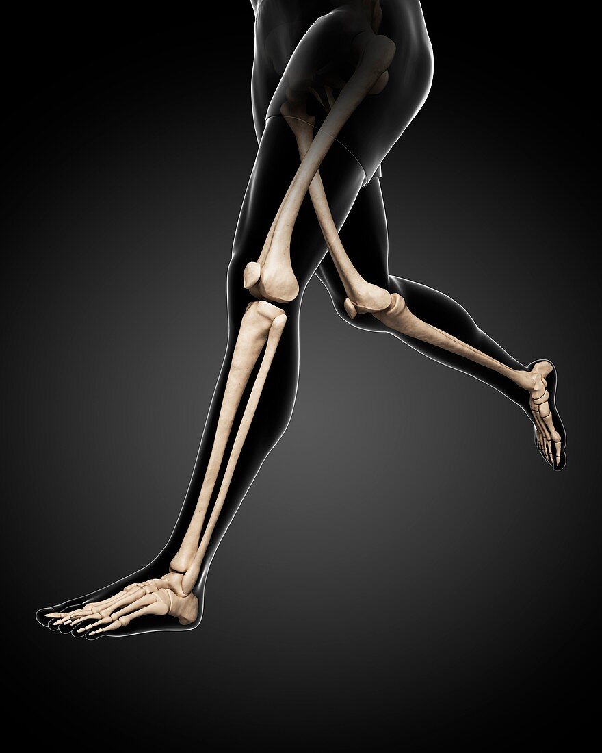 Leg bones,artwork