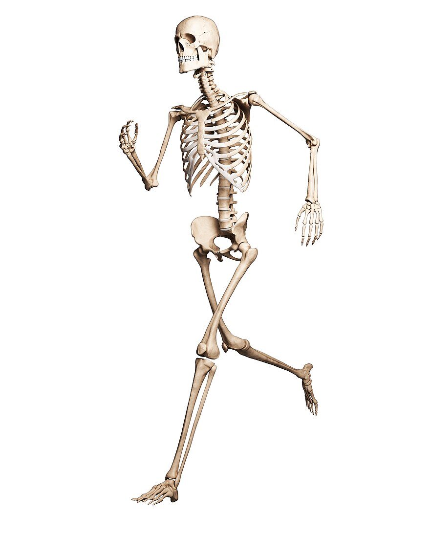 Running skeleton,artwork