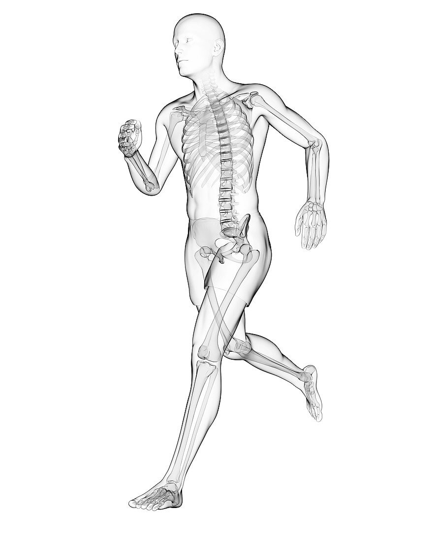 Running skeleton,artwork