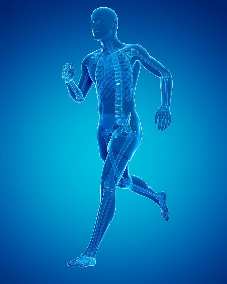 Running skeleton,artwork