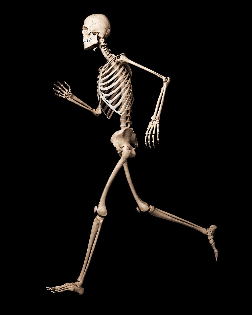 Running skeleton,artwork