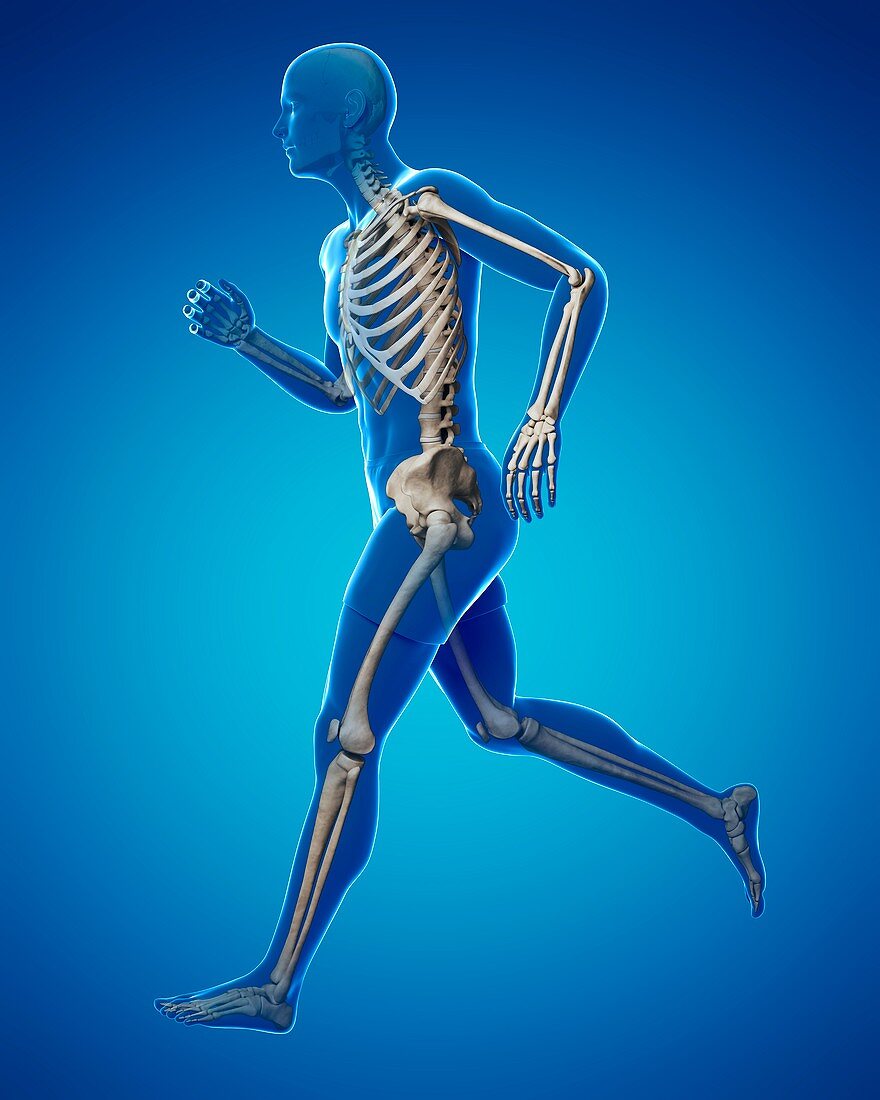 Running skeleton,artwork