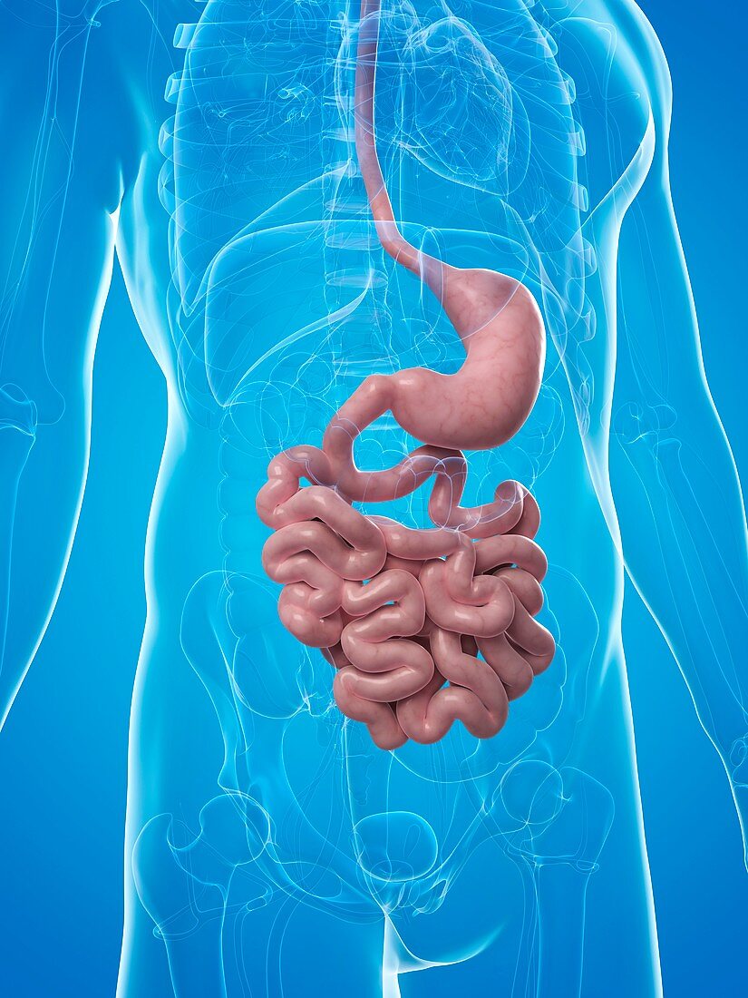 Small intestine and stomach,artwork