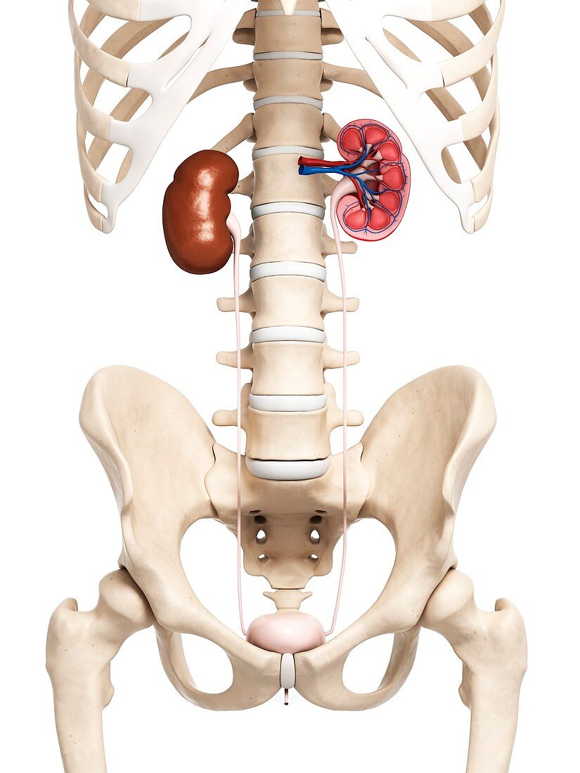 Kidney anatomy,artwork