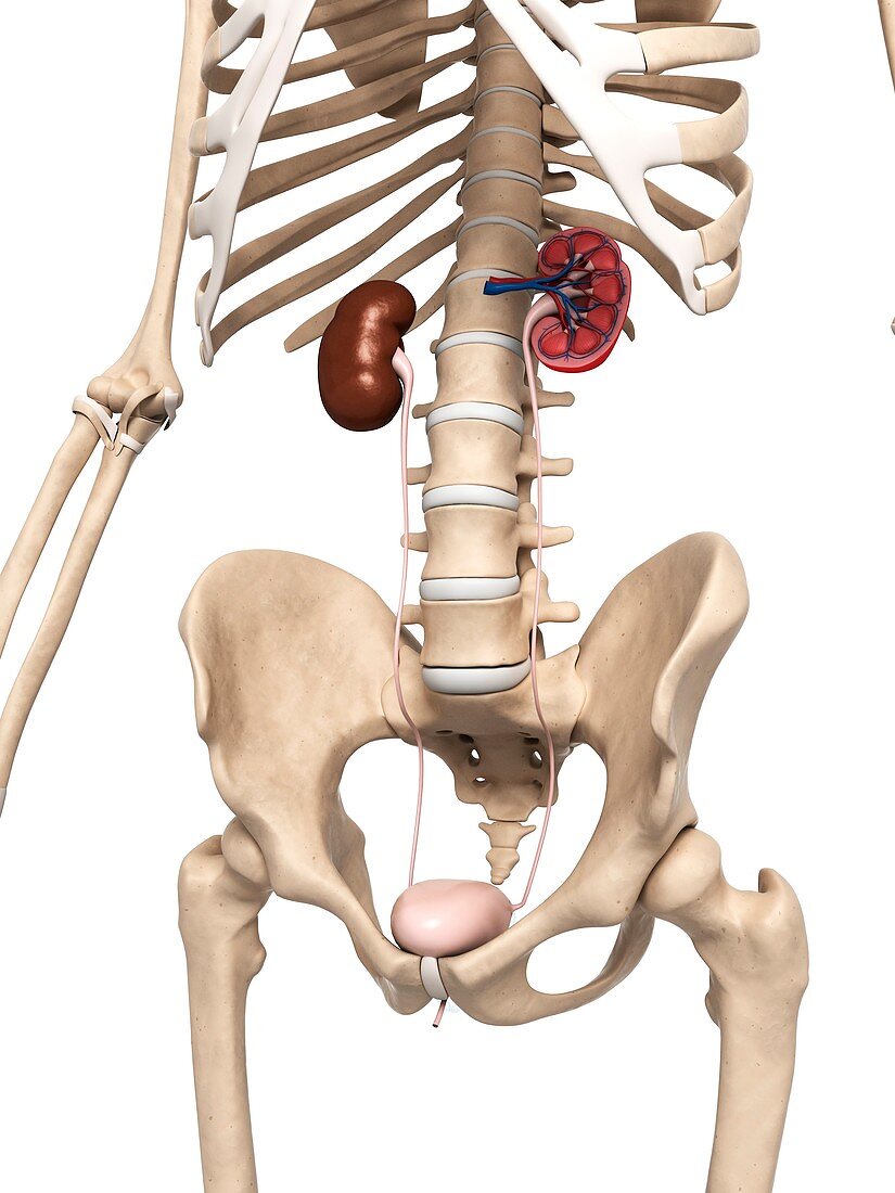 Kidney anatomy,artwork