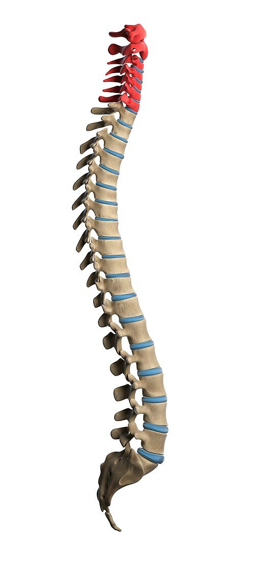 Cervical spine,artwork