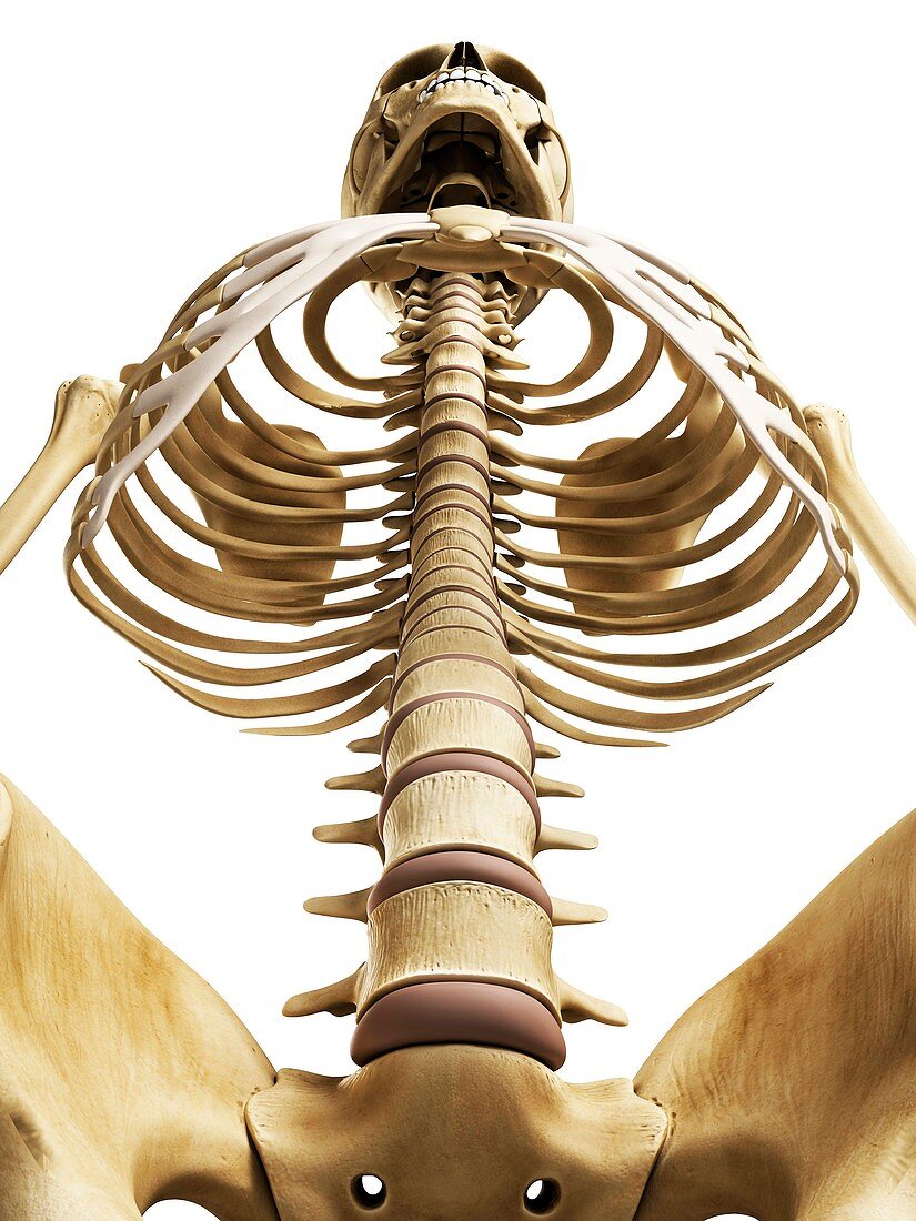 Spine,artwork