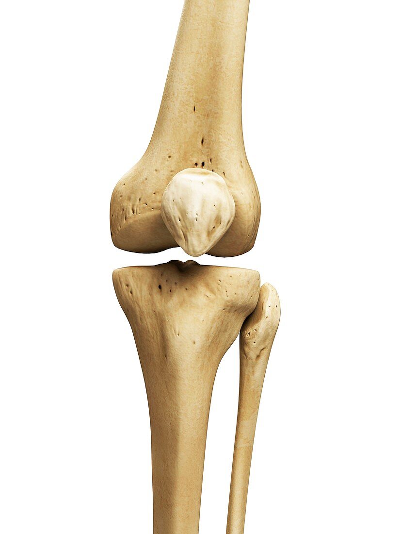 Knee bones,artwork