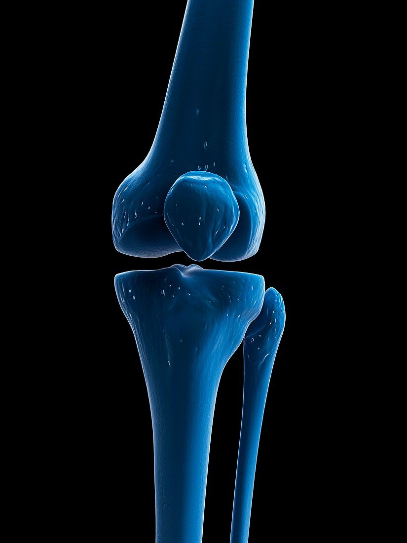 Knee bones,artwork