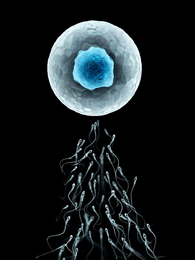 Egg and sperm,artwork