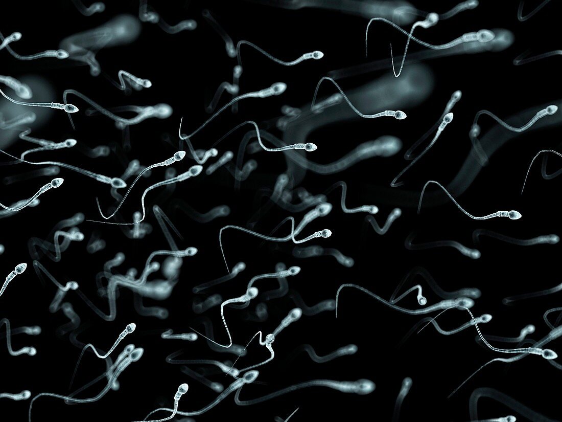 Human sperm,artwork