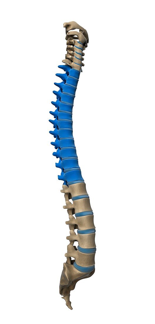 Thoracic spine,artwork