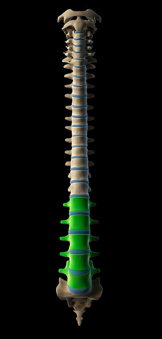 Lumbar spine,artwork