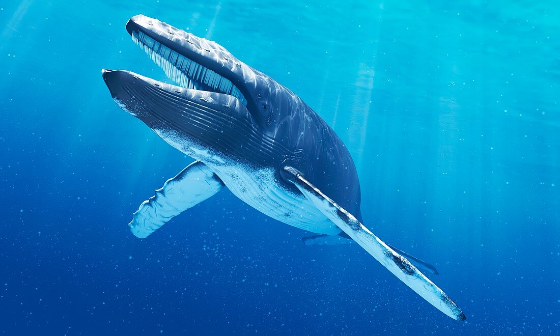 Humpback whale,artwork