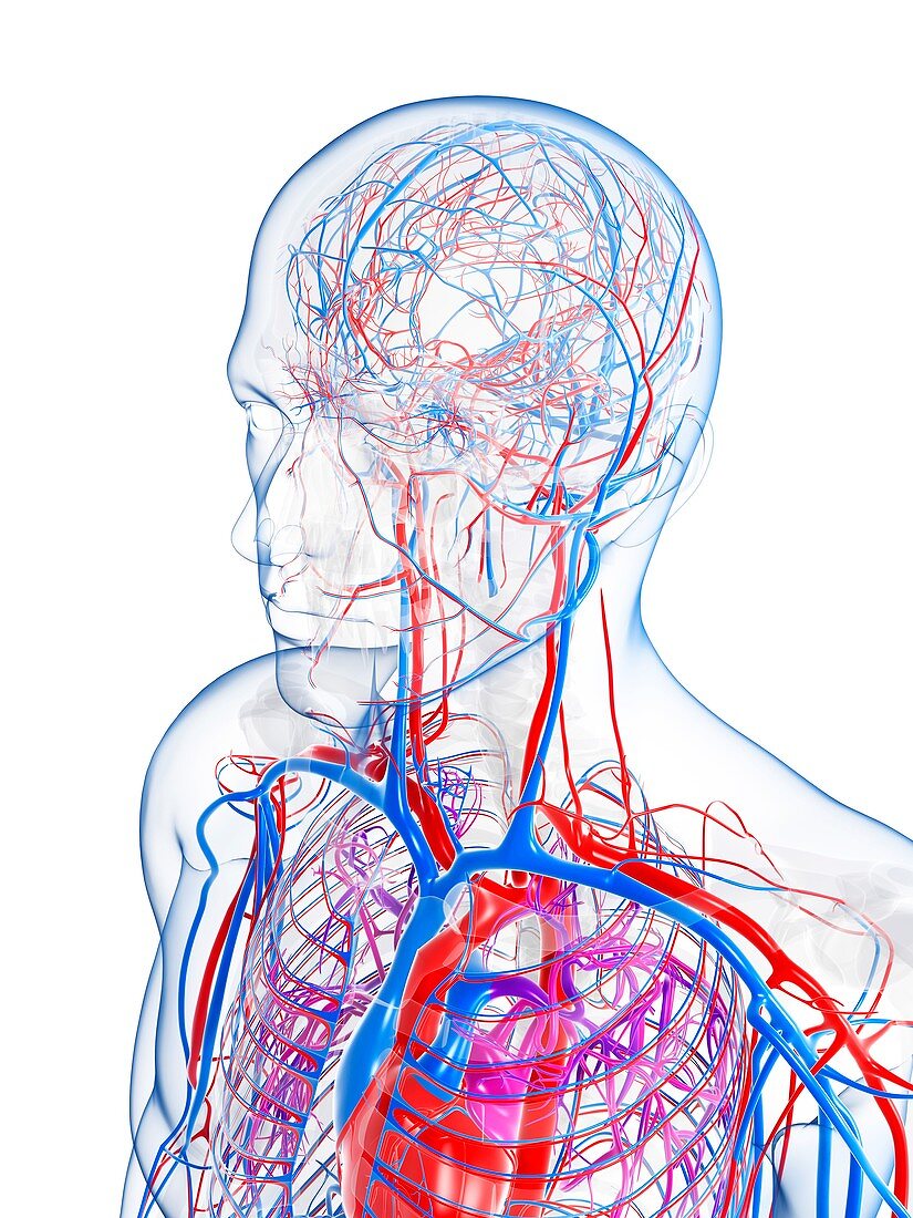 Male vascular system,artwork