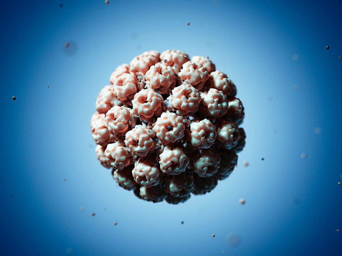 Murine polyomavirus,artwork