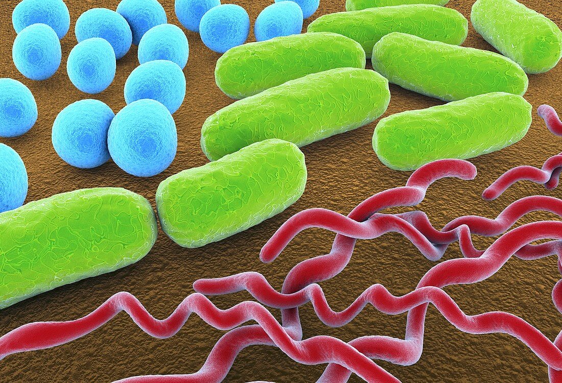 Bacteria shapes,artwork
