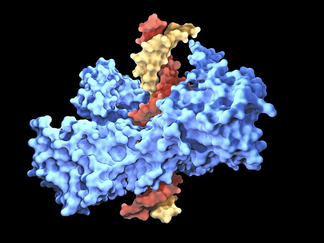Type I topoisomerase protein bound to DNA