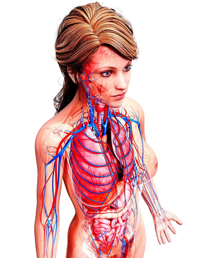 Female anatomy,artwork