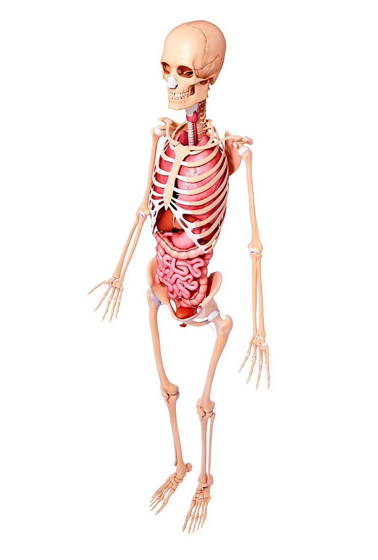 Female anatomy,artwork