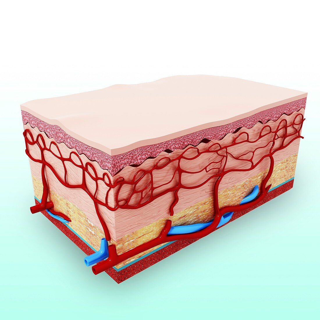 Human skin anatomy,artwork