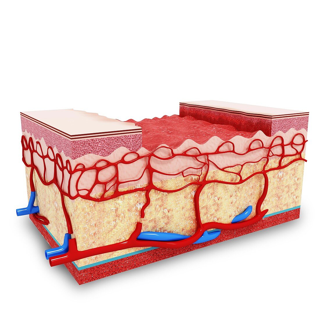 Human skin anatomy,artwork