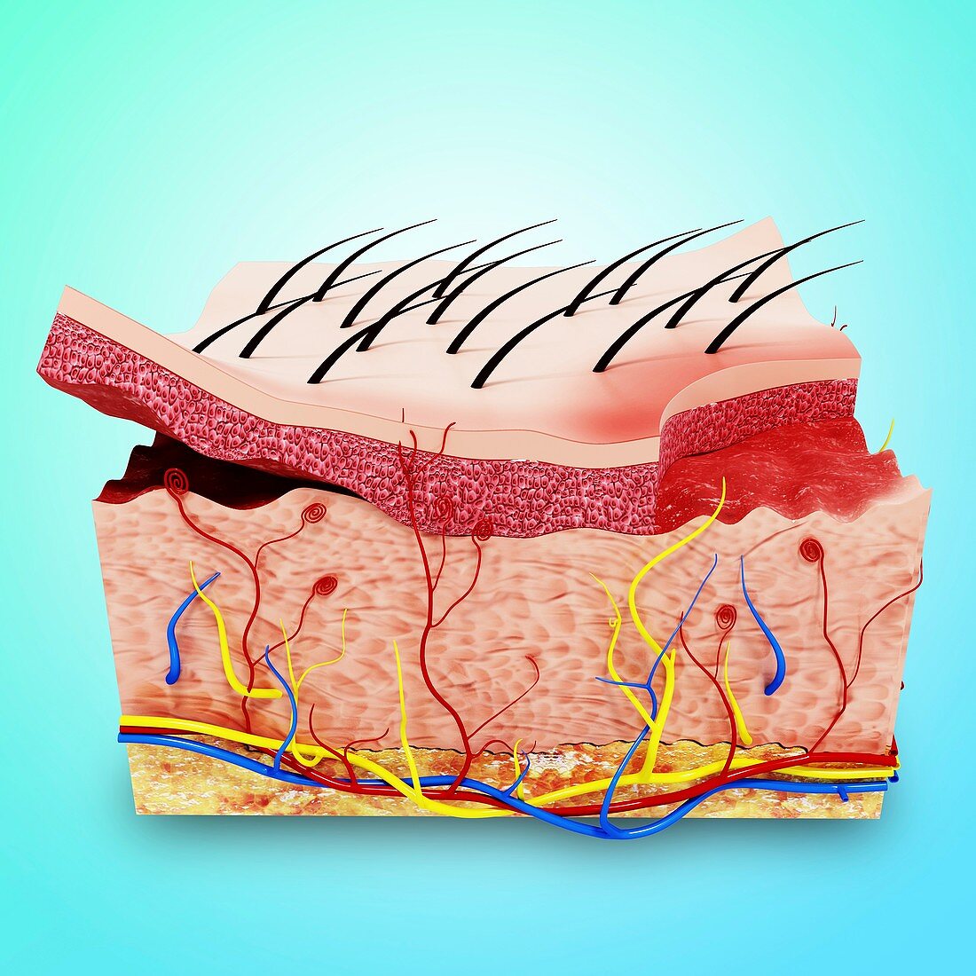 Human skin anatomy,artwork