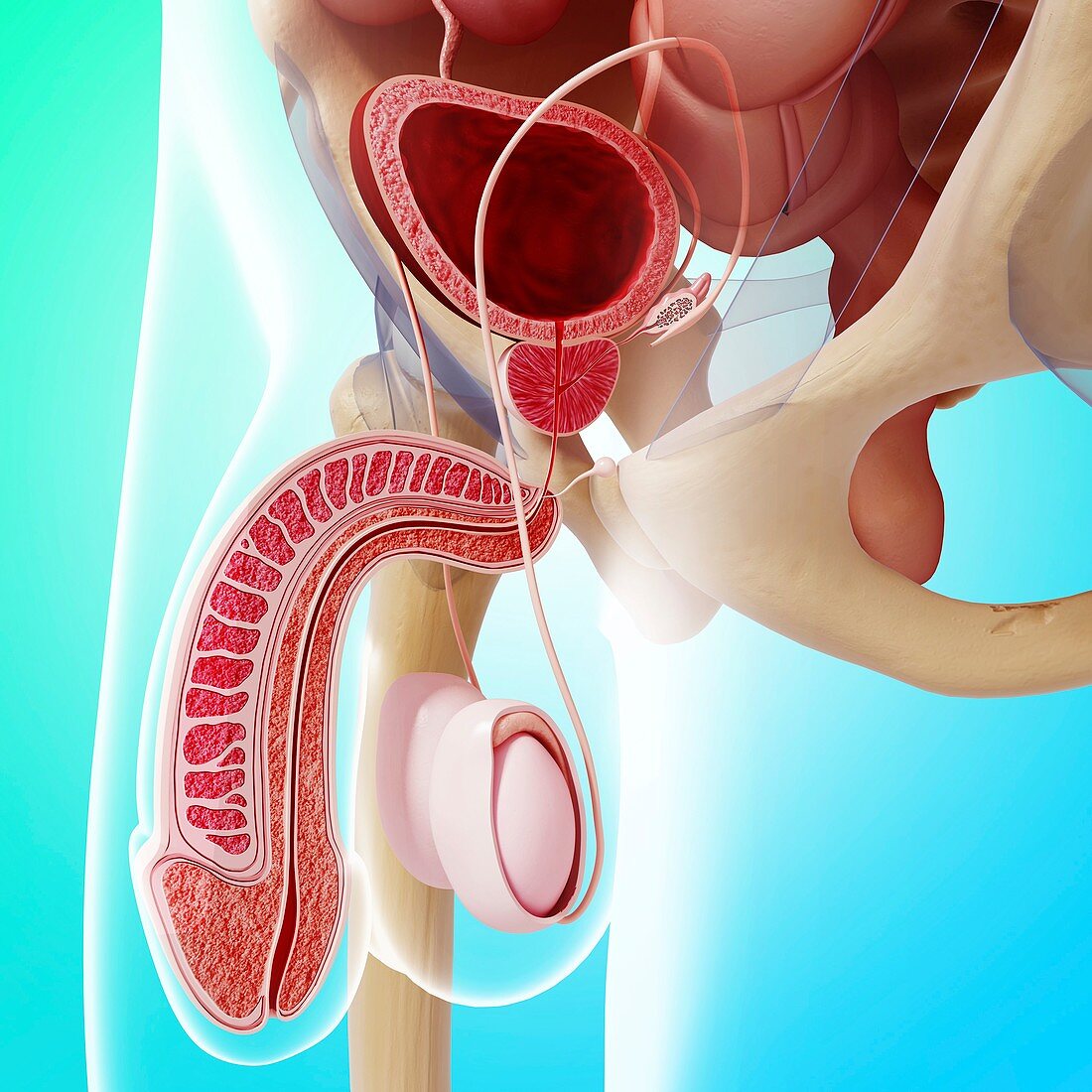 Male reproductive system,artwork