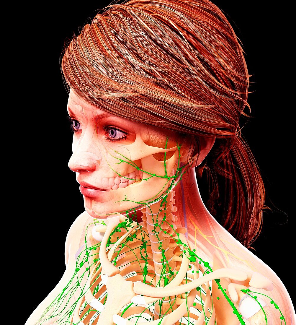 Female lymphatic system,artwork