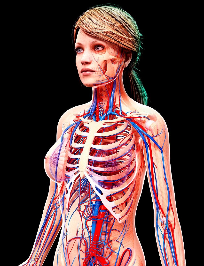 Female cardiovascular system,artwork