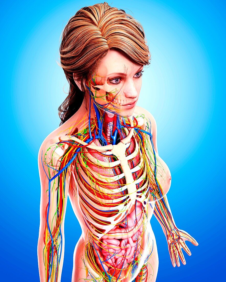 Female anatomy,artwork