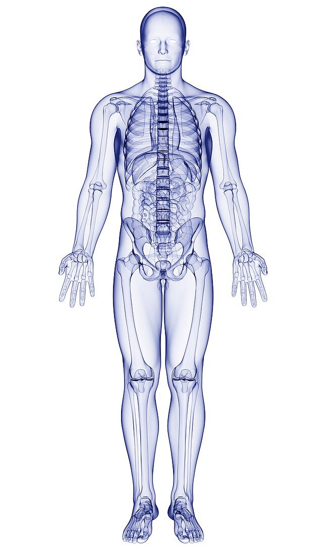 Male skeleton,artwork